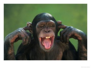 chimpanzee-with-its-fingers-in-its-ears1